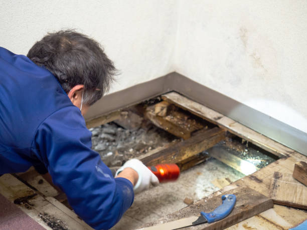 Best Same-Day Mold Removal  in Rockingham, NC