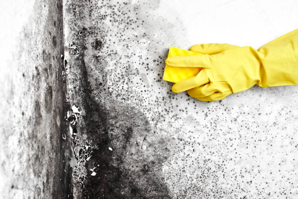 Best Office Mold Removal Services  in Rockingham, NC