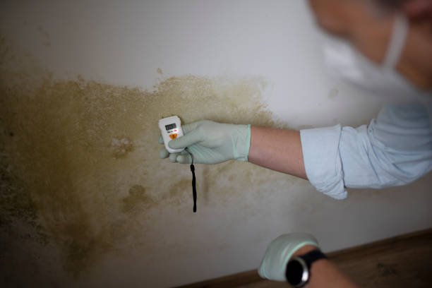 Mold Removal Process in Rockingham, NC