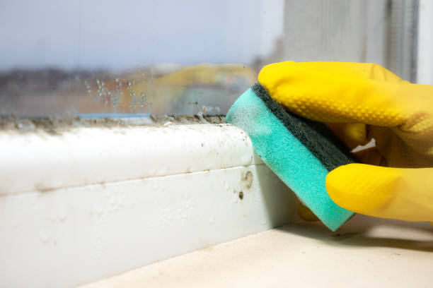 Best Certified Mold Removal  in Rockingham, NC
