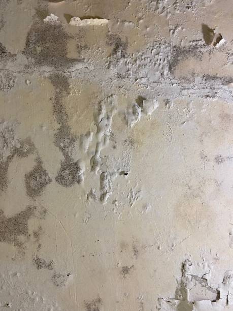 Crawl Space Mold Removal in Rockingham, NC