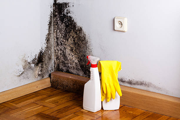 Best Mold Remediation Experts  in Rockingham, NC